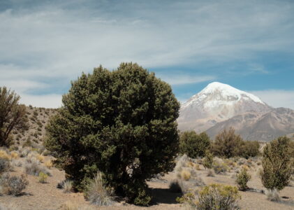 Sajama: Gastro and Geysers